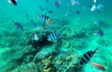lagoonreef