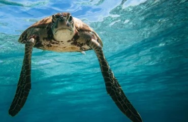 turtle